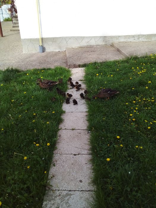 Продаю качки за 350 грн