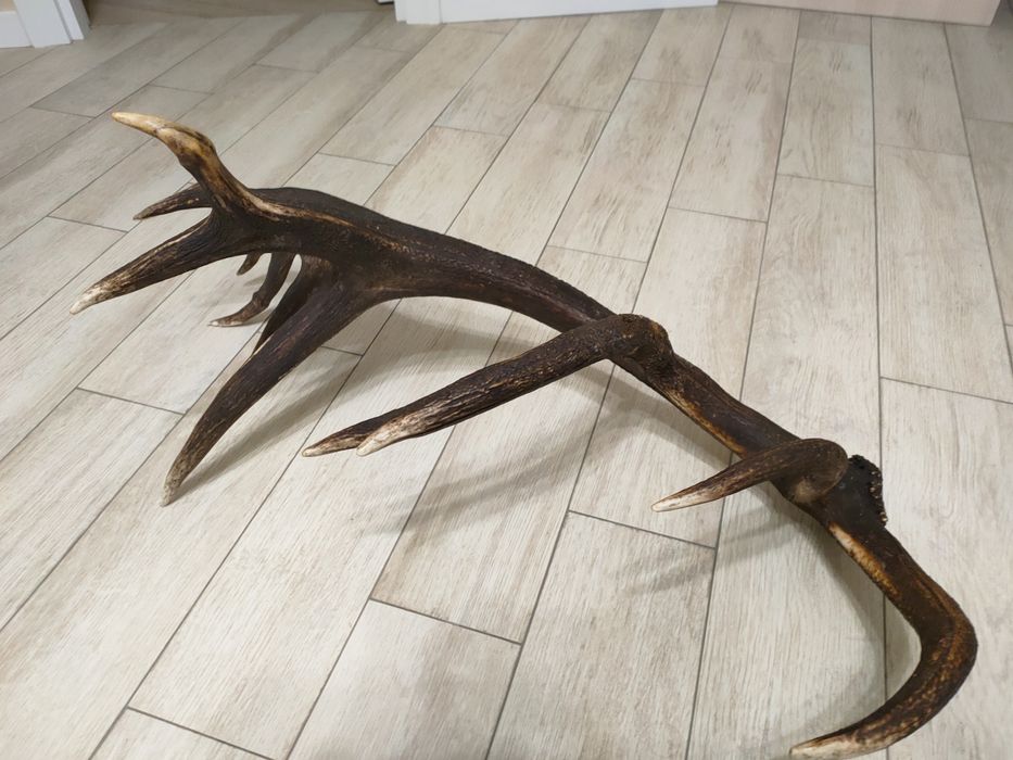 Роги оленячі 2025 року