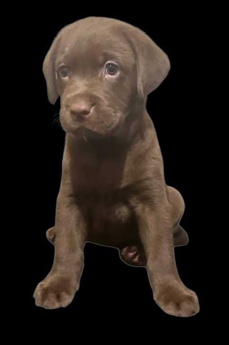 Labrador szczeniak pies czekoladowy 2