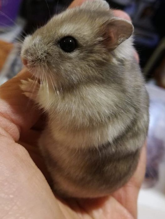 chomik chomiki dzungarskie wyglaskane i oswojone