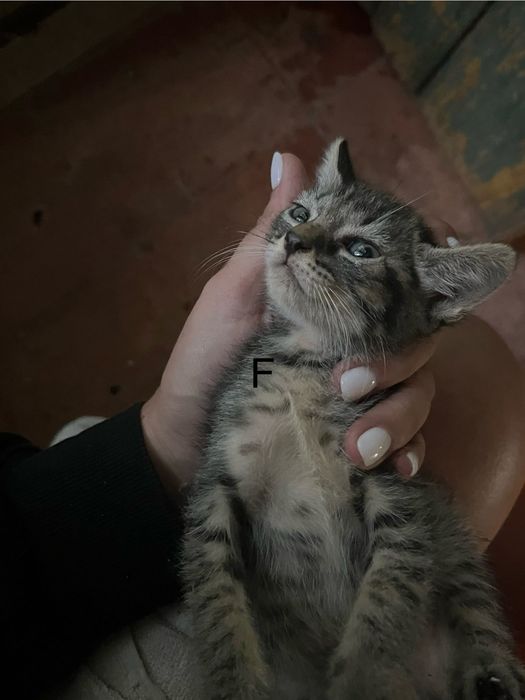 Tenho gatos para quem quiser uma adoção responsável