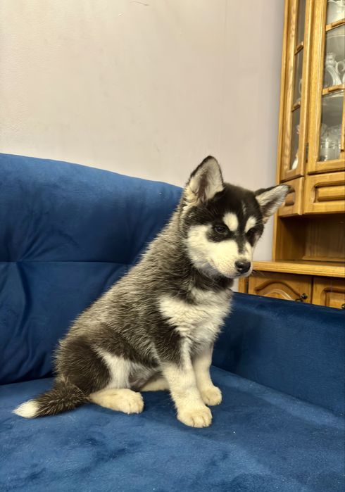 Śliczna czarno-biała suczka Syberian Husky