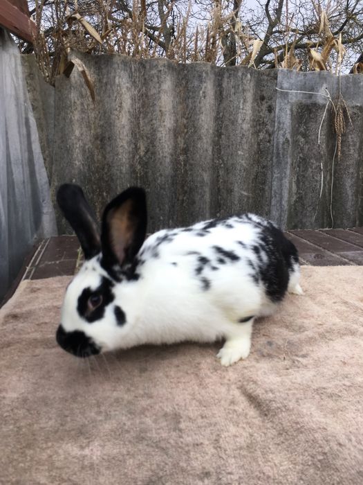 Кролиця, кролі кітна 6,3кг