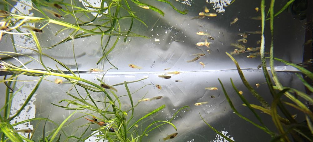 Rybki akwariowe gupiki