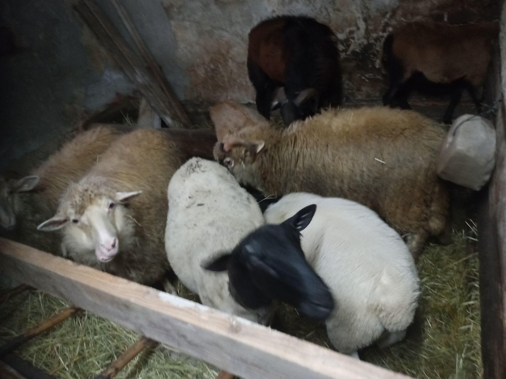 Owce jagnięta merynosy kameruńskie i czarnogłówki