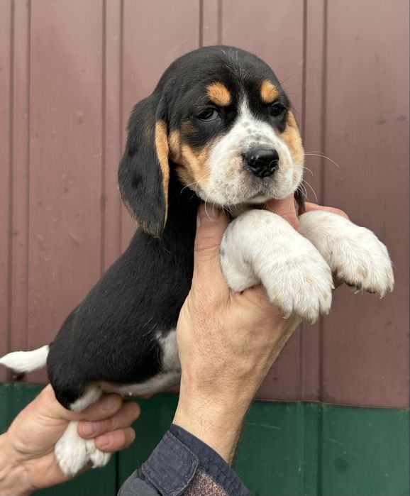 Цуценята породи Бігль