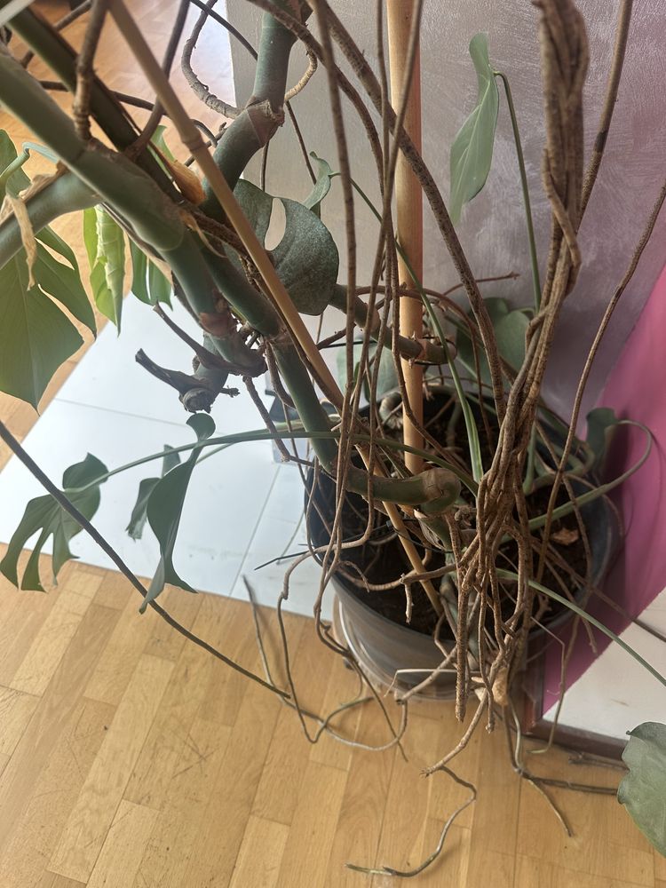 Monstera Deliciosa ok 180cm BEZ DONICZKI