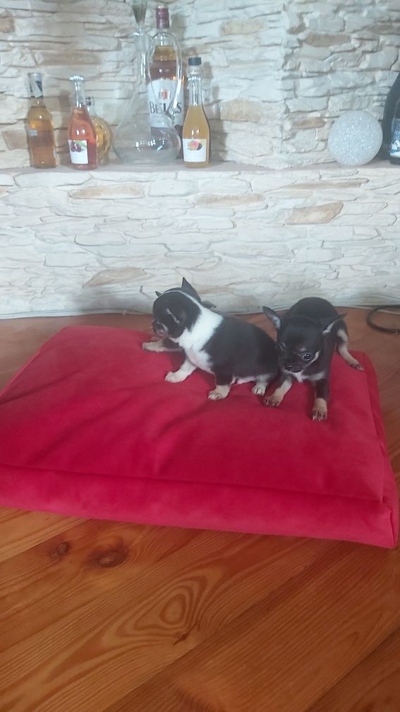 Chihuahua Trikolor piesek