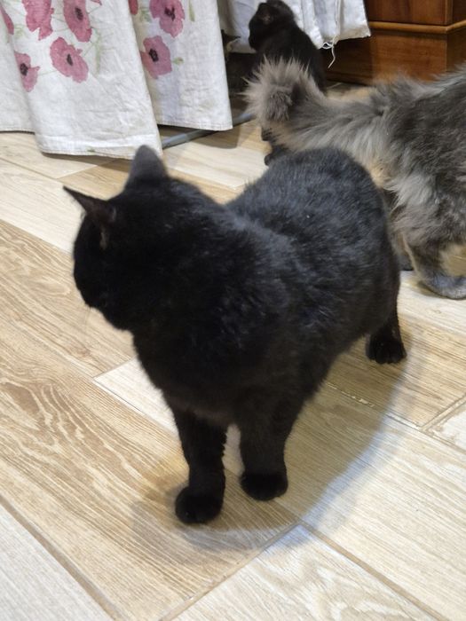 Животные бесплатно