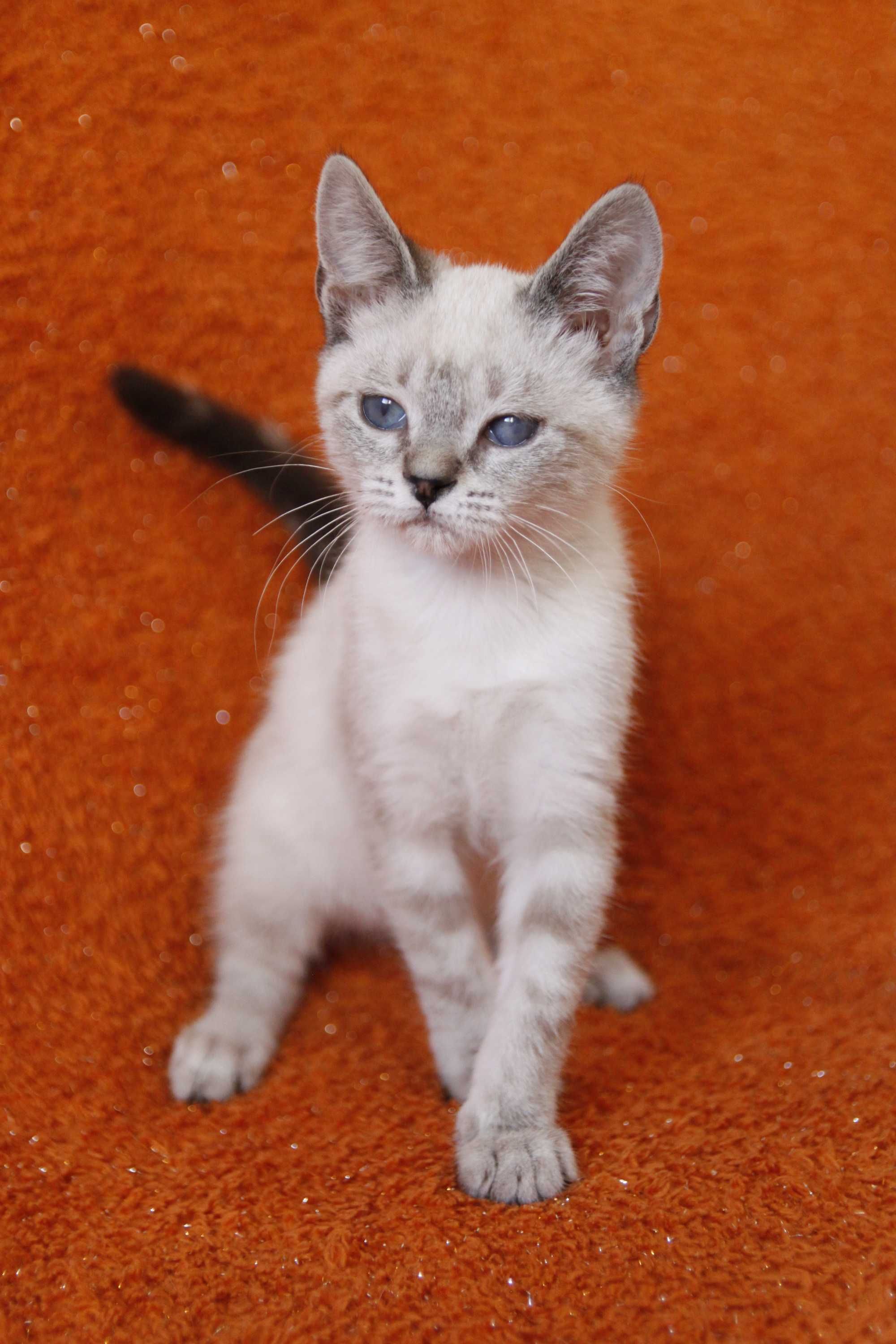 Gatinha 3 meses - adoção responsável BRAGA
