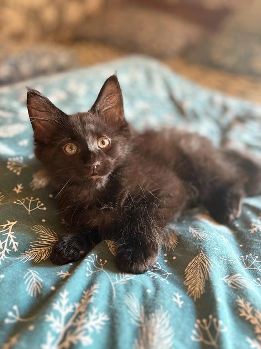 Kotek Alfred maine Coon. Częstochowa