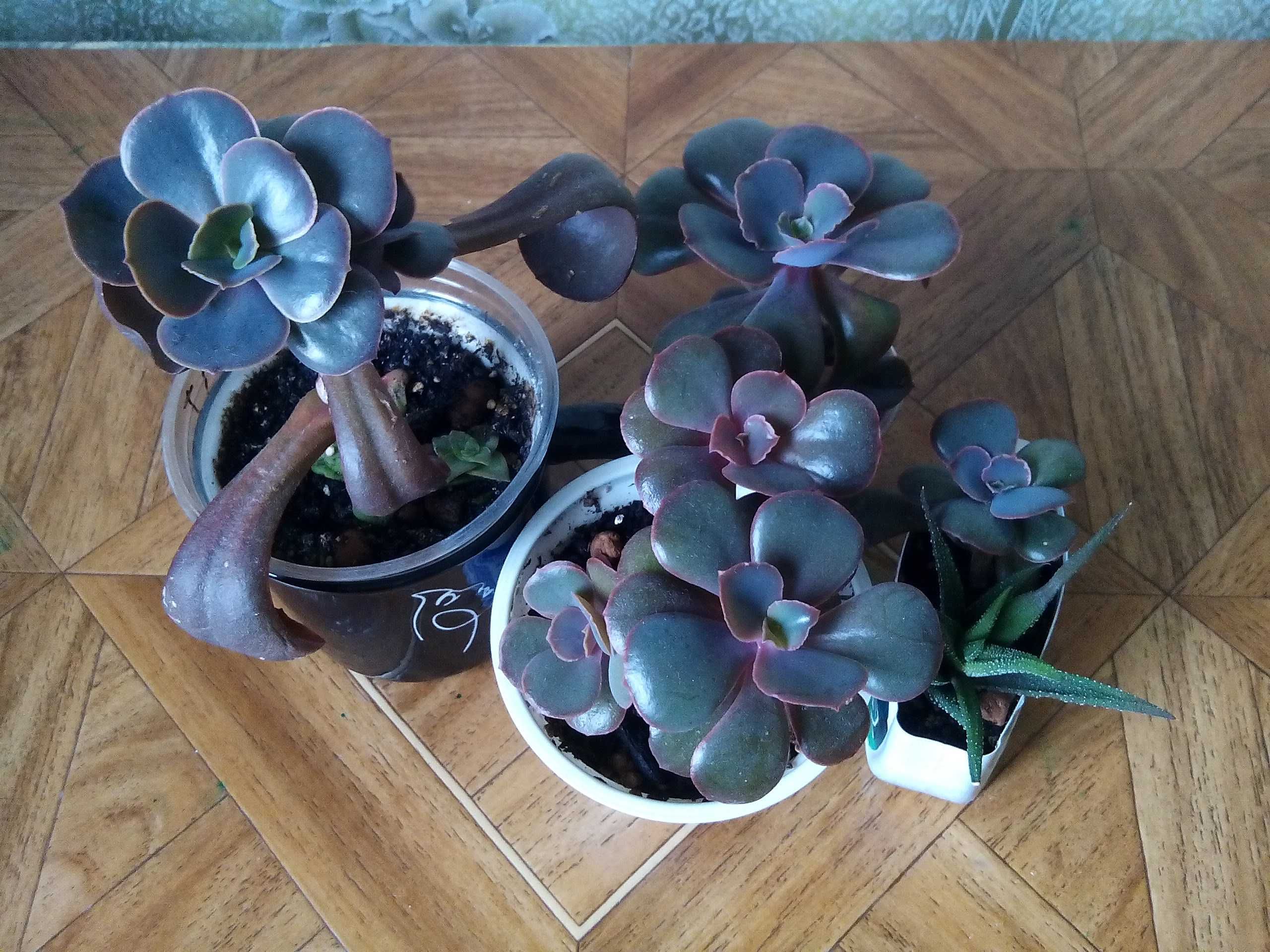 Сукуленти. Echeveria.Еоніуми Декорум,Аізон. Красула Перфората