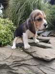 Beagle piesek trikolor