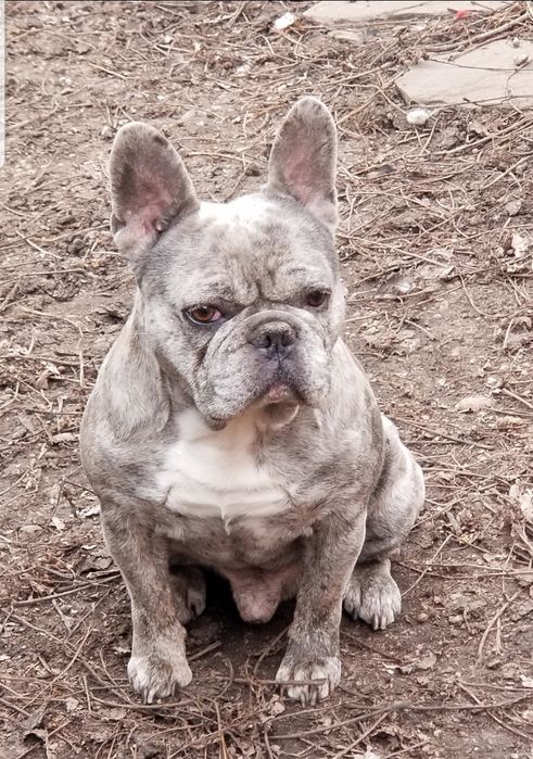 Продам мальчика французский бульдог