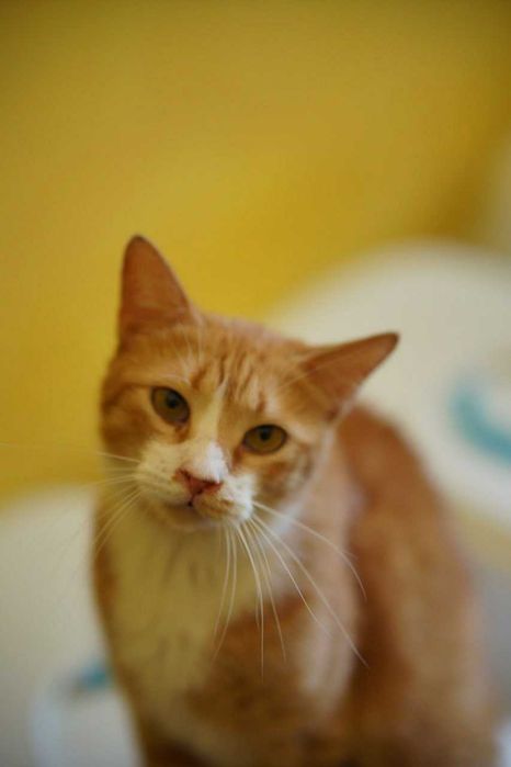 КЕКСІК в пошуках родини! Кіт, кастров 2 рочки