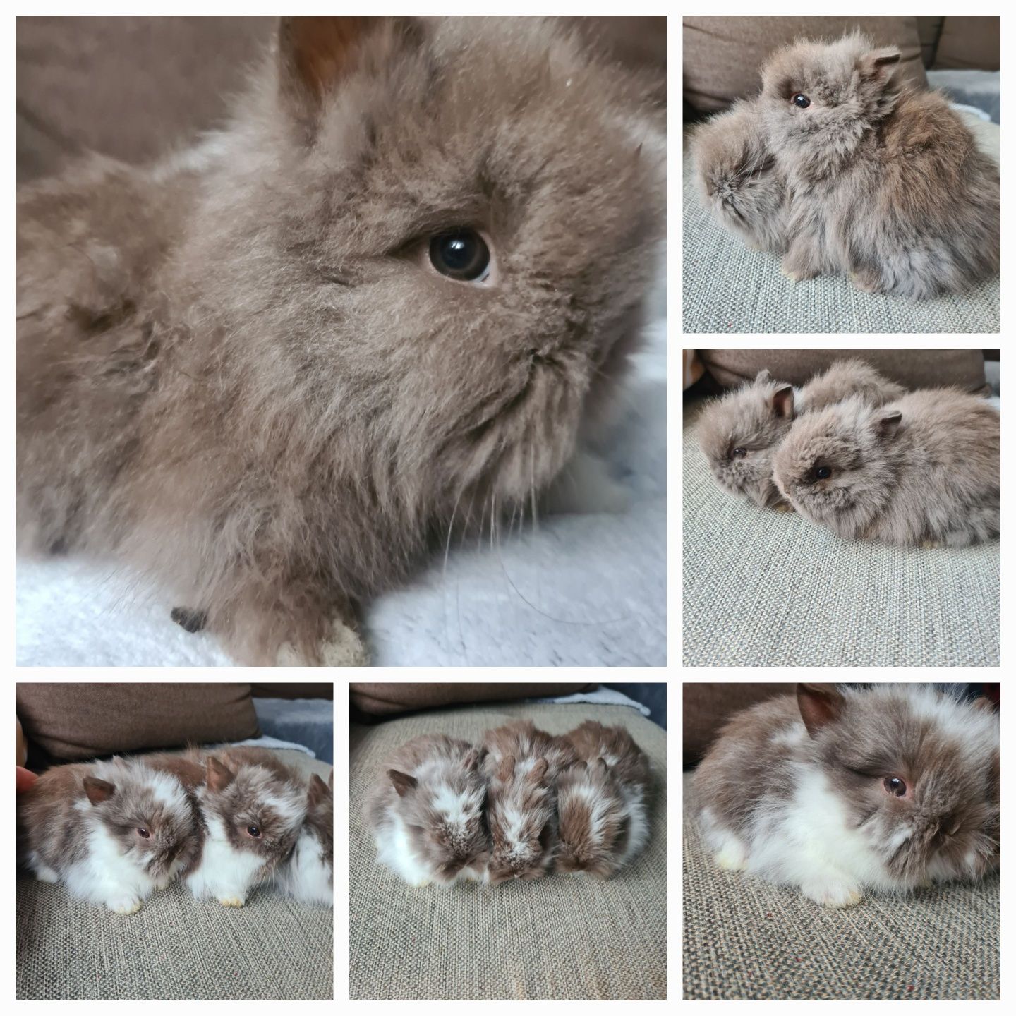 Króliczki karzełki Teddy
