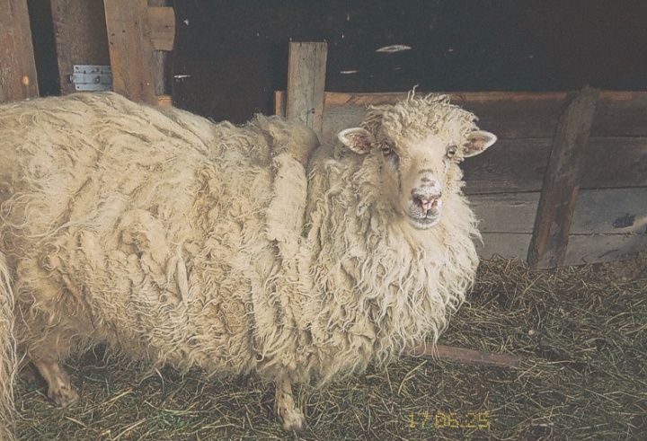 Продаються вівці