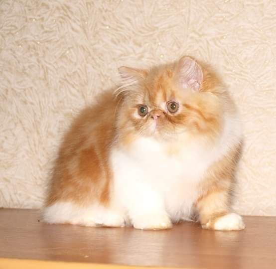 Персидские котята из питомника
