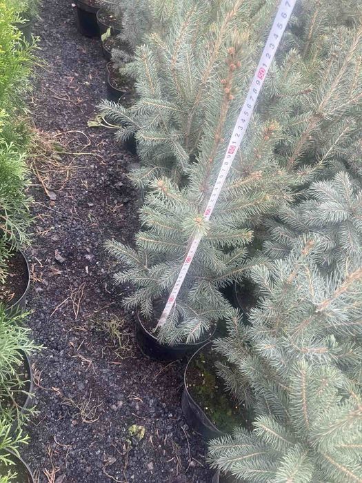 Ель, сосна, пихта, рододендрон, древесный пион, туи, можевельник