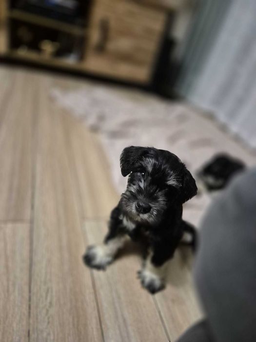 Sznaucer Miniaturowy