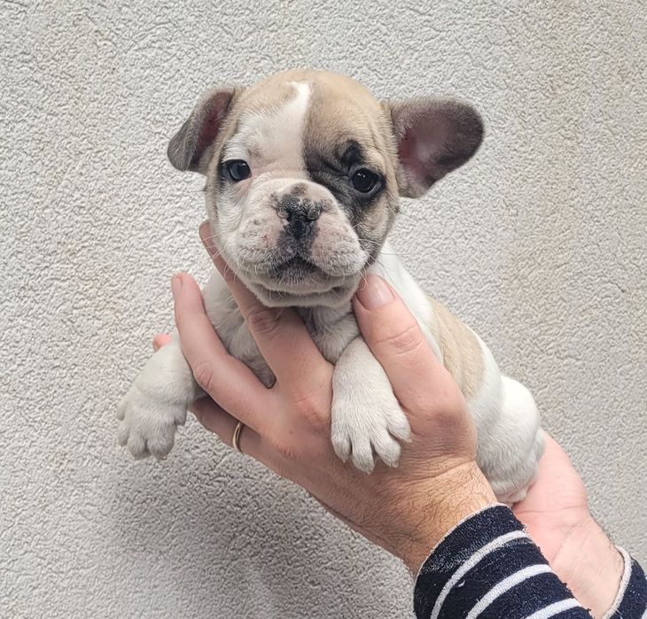 Bulldog macho 2 meses