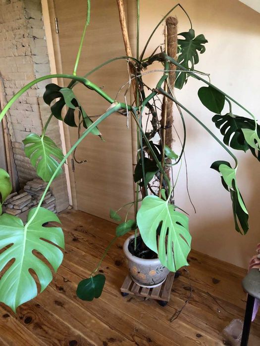 Монстера комнатное растение