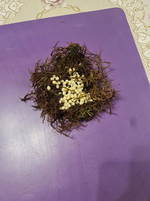 Прикраса вашого життя з яйцями равлика Ахатина Альбінос! 
•одне н