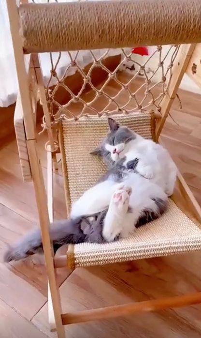 Drapak dla kota, drabinka do wspinania się, drapania