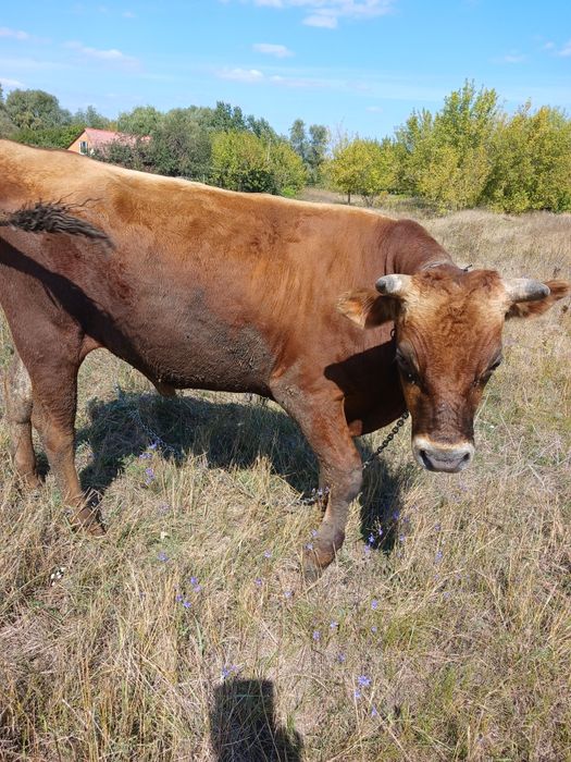 Продам годовалого быка