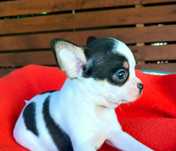 Piesek chihuahua