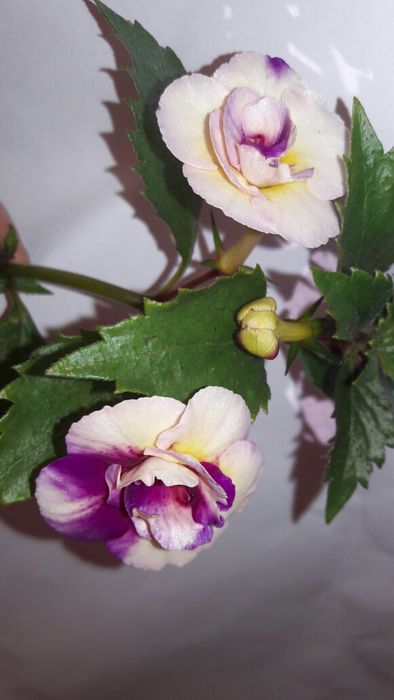 Ахіменес ахименес махровый яркий с бутонами