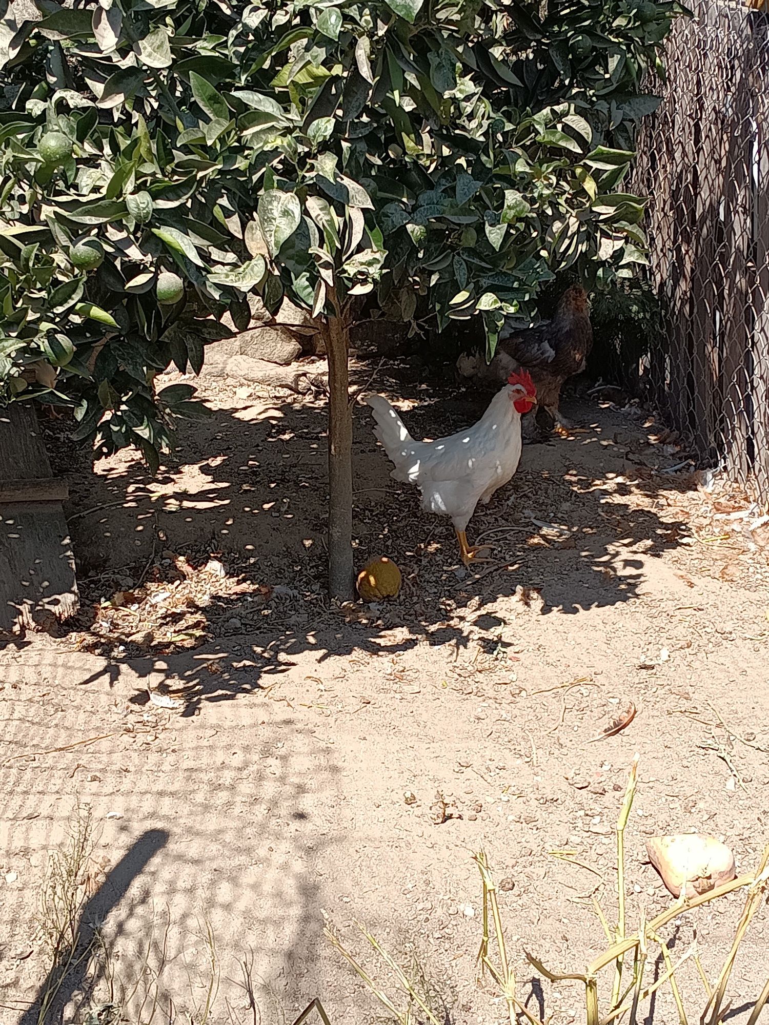 Leghorn casal ou quadra