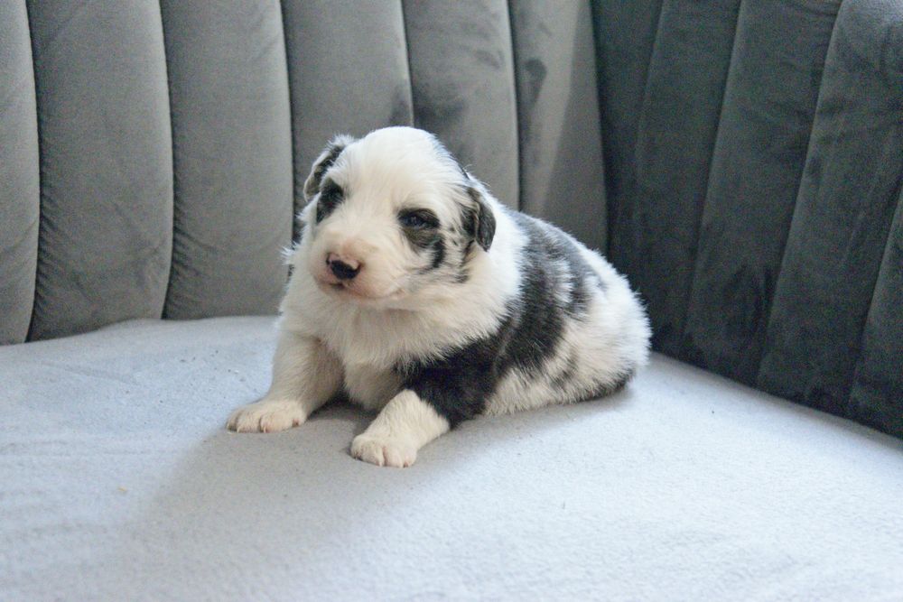 Border collie blue merle pies