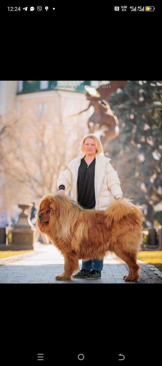 Цуценята Тибетського мастифа