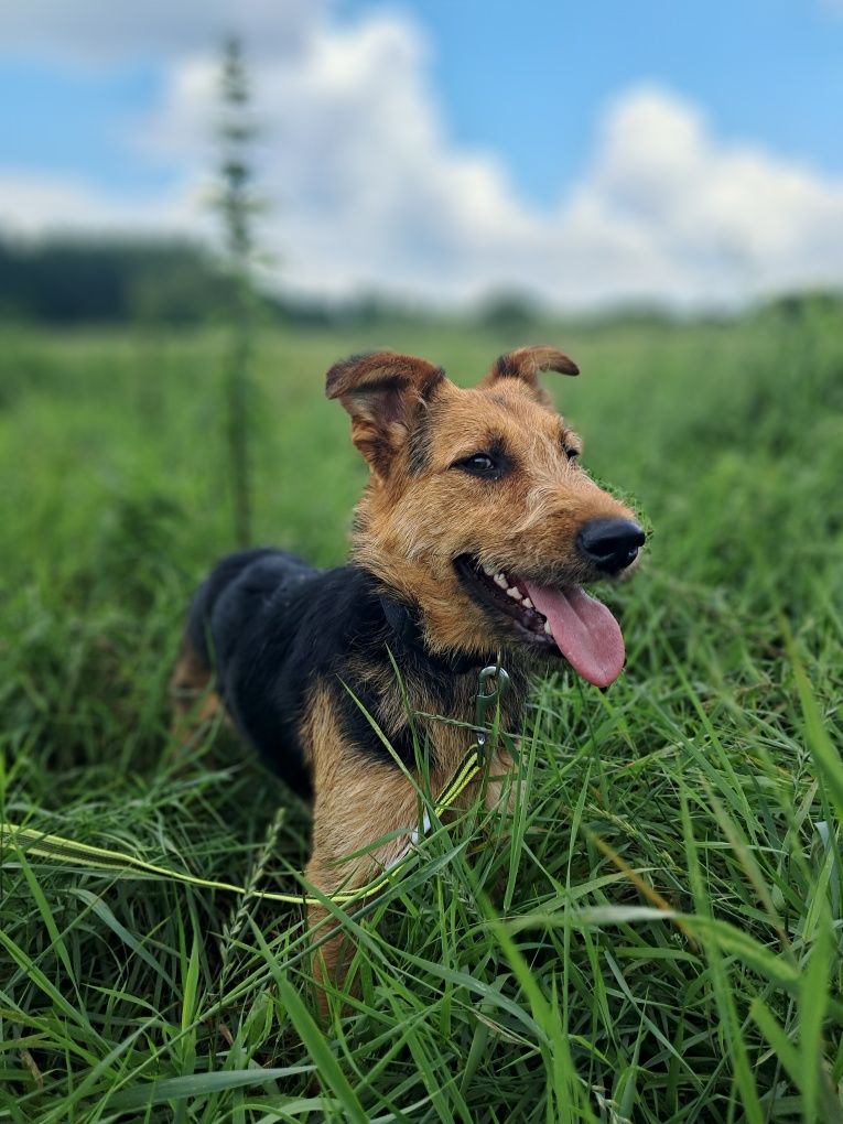 Foxi w typie foxterriera szuka człowieka!