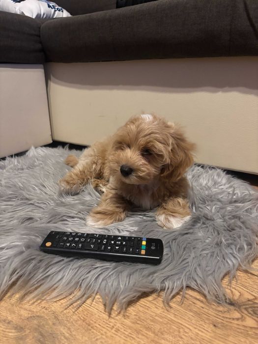 Śliczny piesek rasy Maltipoo