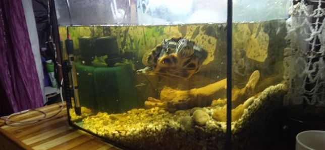 Продам аквариум с черепахой