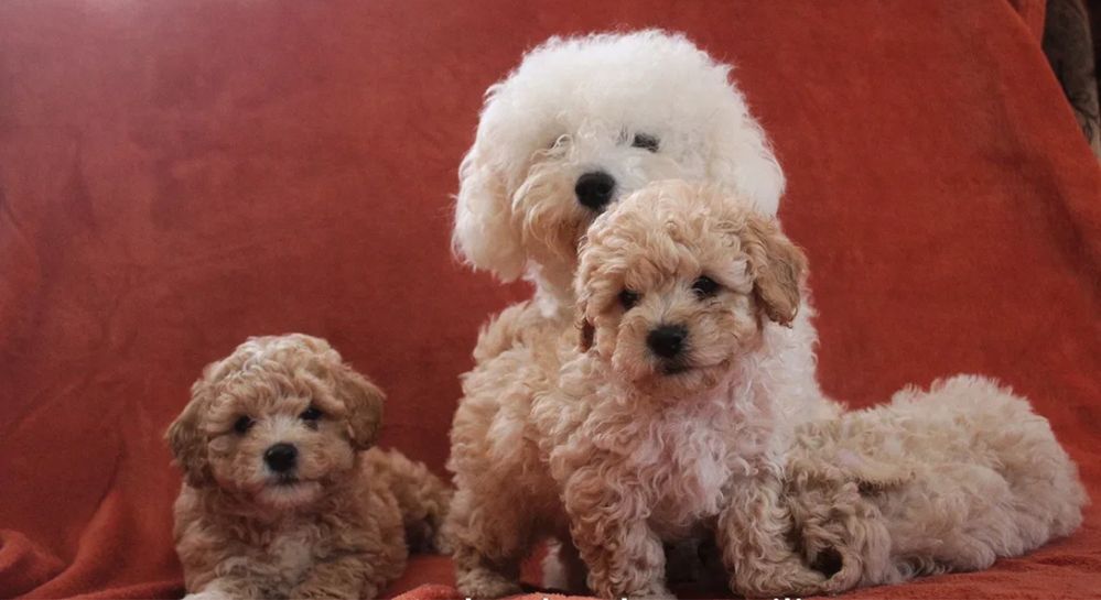 Наймиліші ексклюзивні Мальтипу Мікро Мальтипу ф1 Мальтипу ф2/maltipoo