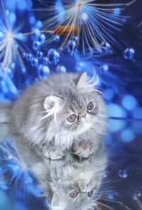 Продам персидське кошеня хлопчик голубий таббі