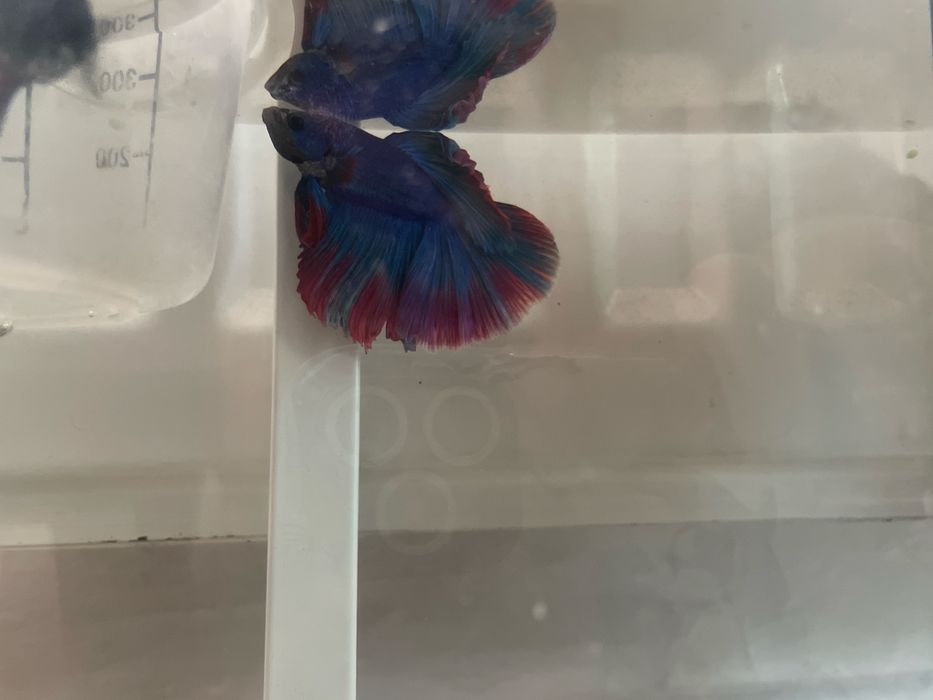 Bojownik samiec oddam