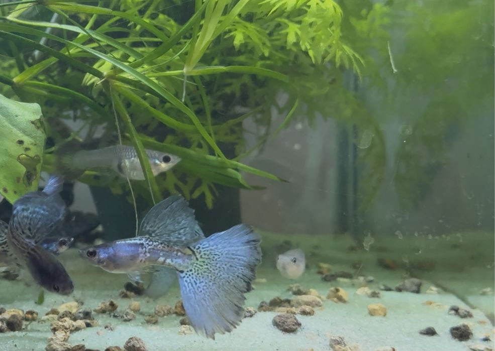Casais Guppy Metal Blue Lace