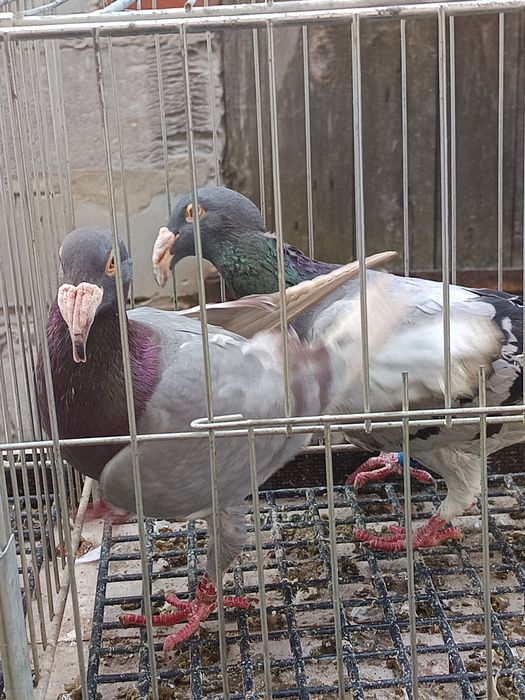 Rzeszowski gołębie rzeszowskie