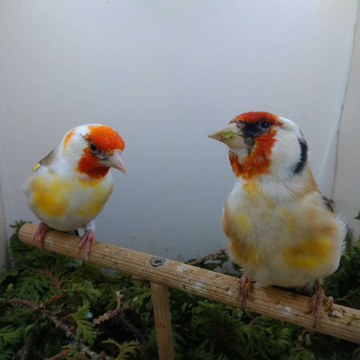 Szczygły Carduelis oraz kanarki