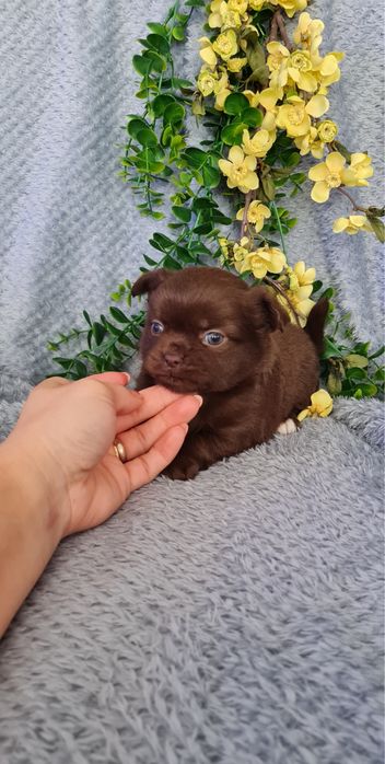 Excecional mini chocolatinha semi pelo Chihuahua/Chiuaua de Qualidade