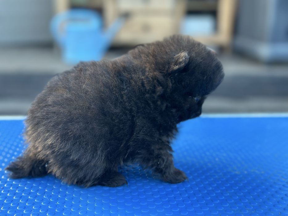 Szpic miniaturowy pomeranian