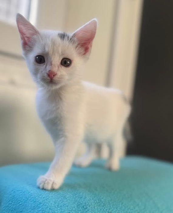 Takie maluszki do adopcji- Gorlice/ Krakow