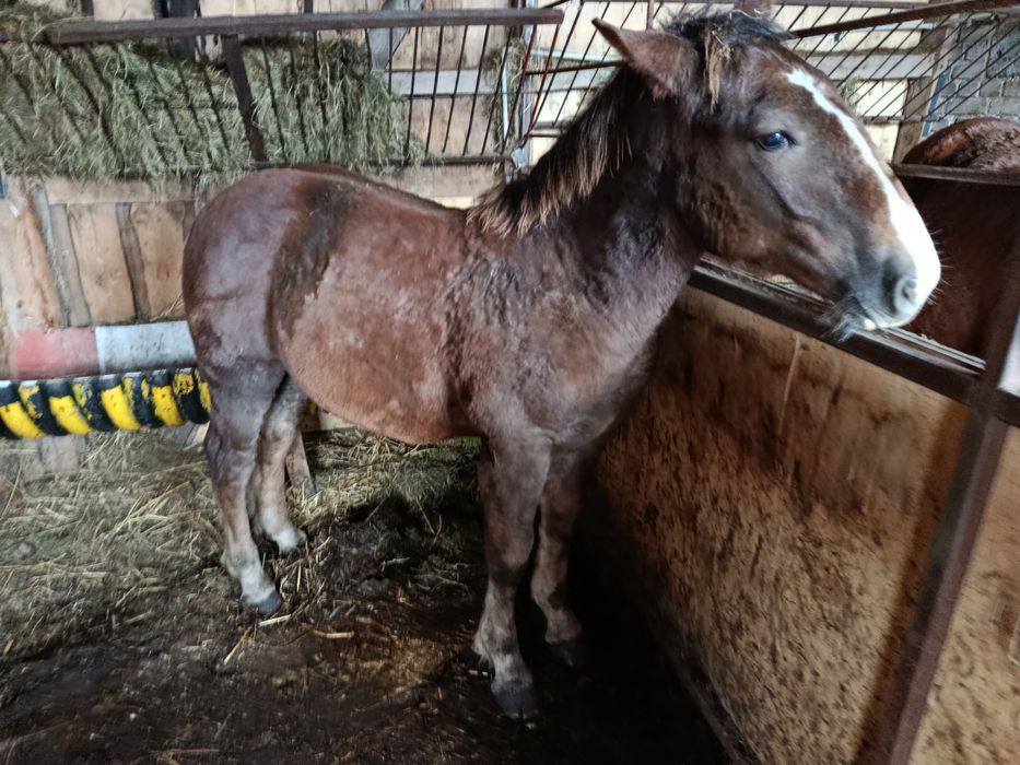 Ogierek zimnokrwisty