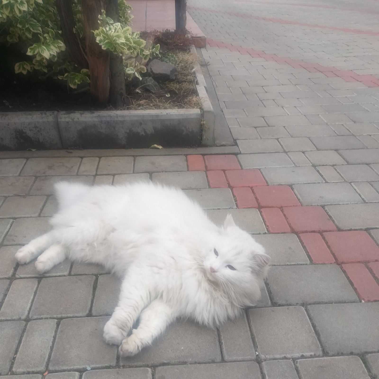 Котик білий красунчик