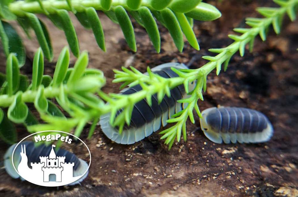Cubaris sp Lemon Blue Kulanki Prosionki Isopody Stonoga Mrówki Wije