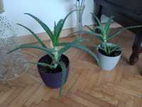 Aloes kwiat zielony aloesy